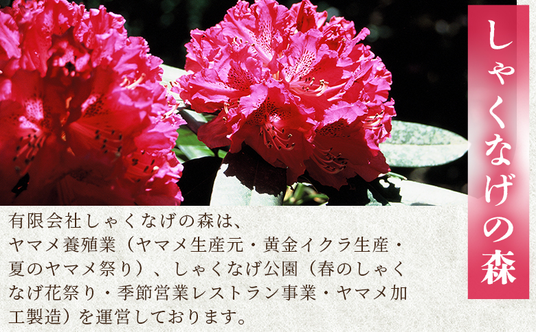 ïŒå°ºã€ãã¡çé²ç
® 1æ¬ïŒåœç£ ä¹å·ç£ å±±å¥³é æ°Žç£ç© é éä» é€æ®é èªçæ¥ ãã¬ãŒã³ã ã®ãã èŽçå ããã¡æç ããã ãã€ãŸã¿ èŽ ããŒããã¥ãŒ BBQãMI754-skããæéäŒç€Ÿããããªãã®æ£®ã