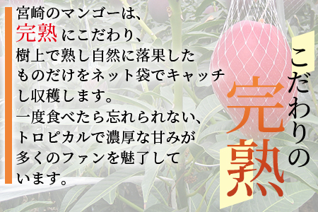 ＜先行予約【期間数量限定】2024年5月発送 宮崎県産完熟マンゴー3L〜4L 2玉化粧箱入＞(2玉入り)【 B-0602-yk】【みまたんよかもん協同組合】