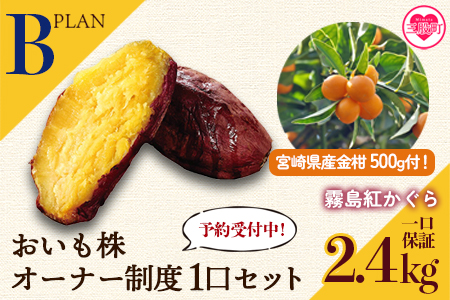 【先行予約】＜【B】おいも株オーナー制度1口セット2株 霧島紅かぐら(最低2.4kg保証)+特産品＞2026年12月中旬頃に熟成されたさつまいもときんかんをお届け！【MI187-sh-s】【株式会社育みの里しろはと】