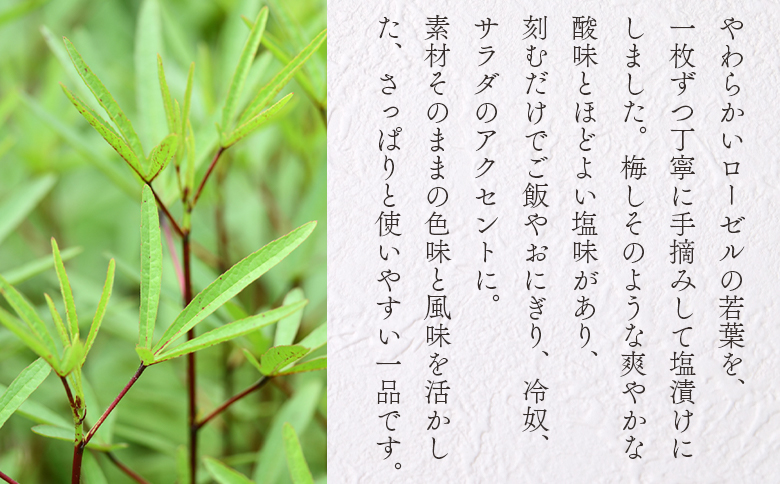 ＜ローゼル葉の塩漬け 約70g×1パック＞ 国産ハーブ ハイビスカスローゼル 香りや風味が豊か 和食 おにぎりの具 ごはん ご飯 和風 サラダ パスタ 調味料 食生活 宮崎県 三股町【MI678-bi】【美香園】