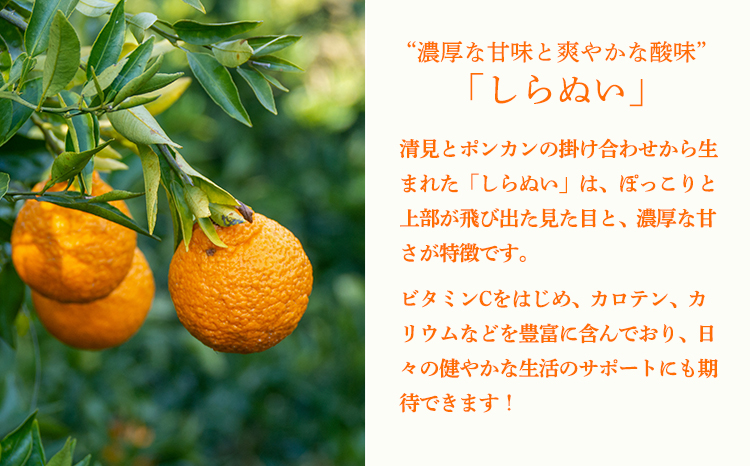 濃厚な甘さ 手搾り不知火(しらぬい)果汁200ml×5p  [保存料不使用40000円 ワンストップオンライン] TF0884-P00074