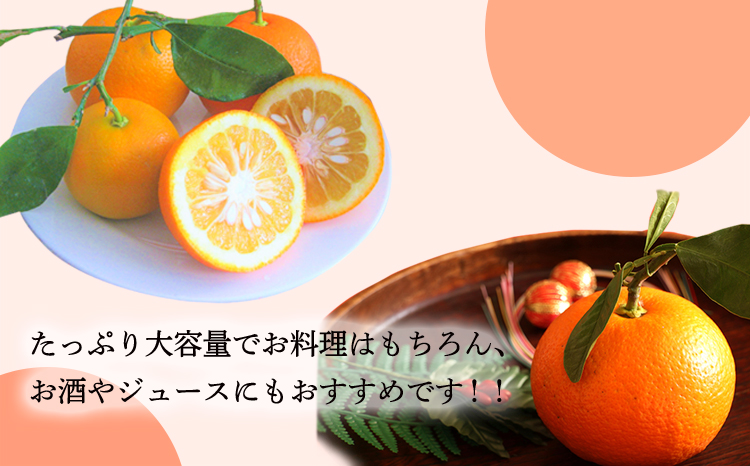自家製ポン酢やサワーにおすすめ 手搾りだいだい果汁200ml×1p [保存料不使用10000円 ワンストップオンライン] TF0879-P00074