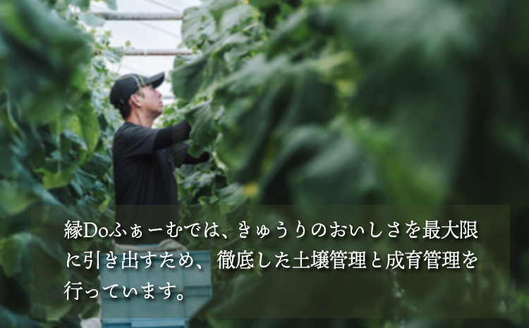 宮崎県高原町産きゅうり5kg（45～60本）　[国産 九州産 サラダ お料理 ワンストップオンライン 10000円以下] TF0906ｰP00082