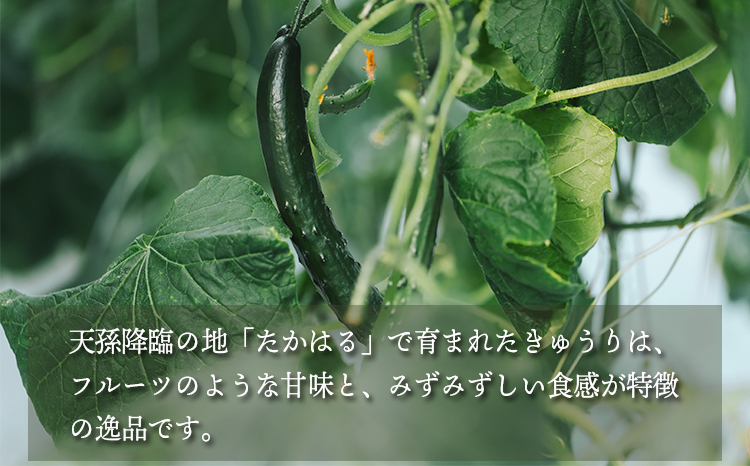 宮崎県高原町産きゅうり5kg（45～60本）　[国産 九州産 サラダ お料理 ワンストップオンライン 10000円以下] TF0906ｰP00082