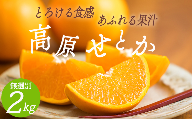 【期間限定】柑橘の高級種ブランド 高原町産「せとか」無選別 約2kg(大小混合6～8玉) TF0814-P00068 