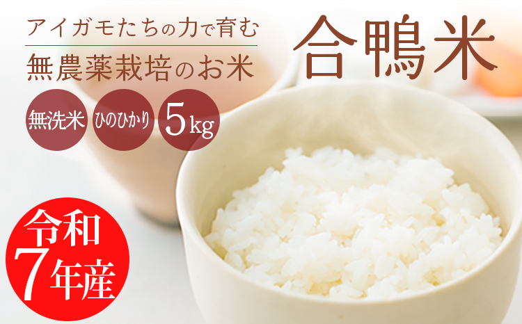 【令和7年産 新米 先行受付】無農薬栽培の「合鴨米」ひのひかり(無洗米)5kg [2025年産 ワンストップオンライン]　 TF0422-P00029