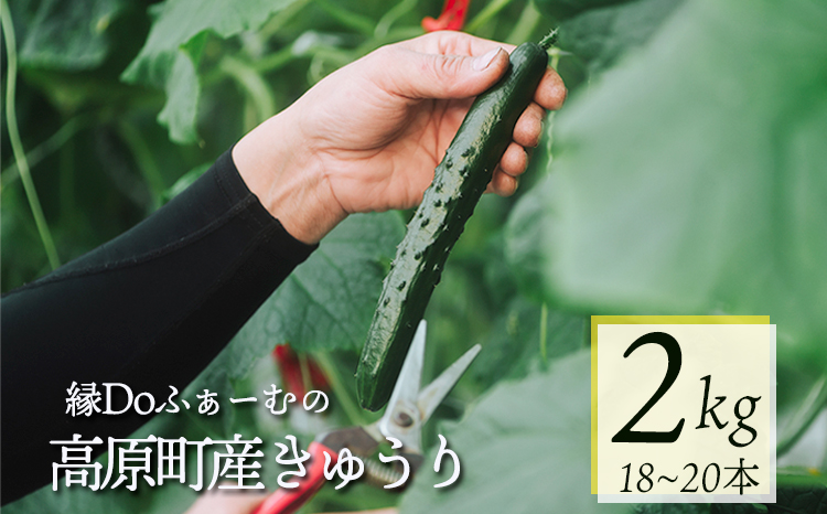 宮崎県高原町産きゅうり2kg（18～20本）　[国産 九州産 サラダ お料理 ワンストップオンライン 10000円以下] TF0905ｰP00082