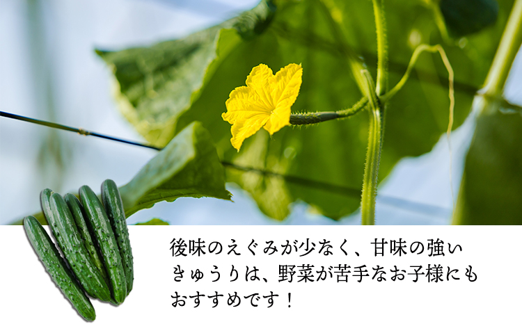 宮崎県高原町産きゅうり2kg（18～20本）　[国産 九州産 サラダ お料理 ワンストップオンライン 10000円以下] TF0905ｰP00082