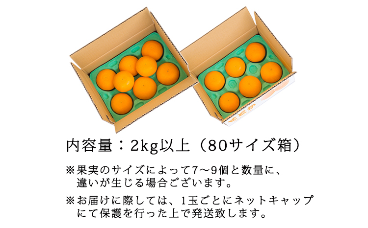 【先行受付・数量限定】柑橘の高級種ブランド《甘味たっぷり》 高原町産の柑橘「せとか」ご家庭用 約2kg（大小混合7〜9玉）TF0746-P00068