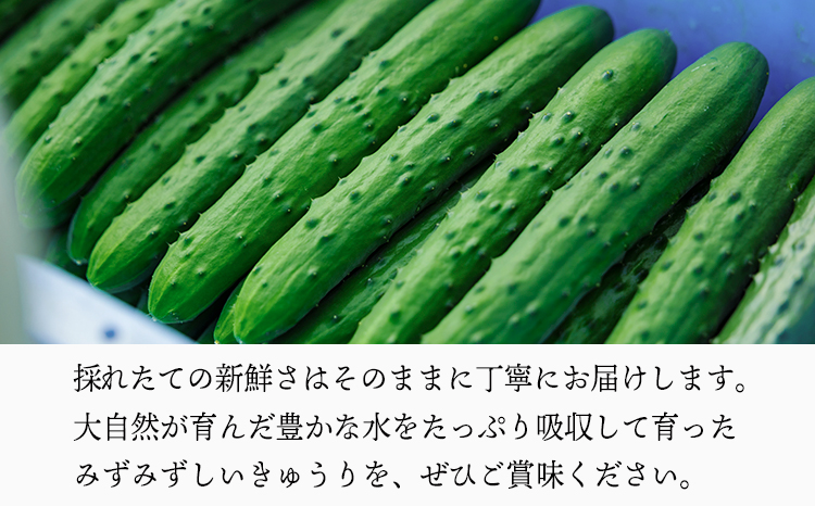 宮崎県高原町産きゅうり2kg（18～20本）　[国産 九州産 サラダ お料理 ワンストップオンライン 10000円以下] TF0905ｰP00082