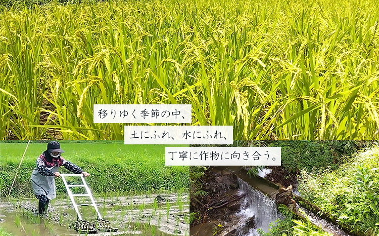 【数量限定】新米 令和6年産 農薬・化学肥料不使用 「陽の光穂（ひのひかり）」3kg(1kg×3p) 　TF0803-P00075