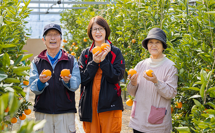 【期間限定】柑橘の高級種ブランド 高原町産「せとか」無選別 約2kg(大小混合6～8玉) TF0814-P00068 