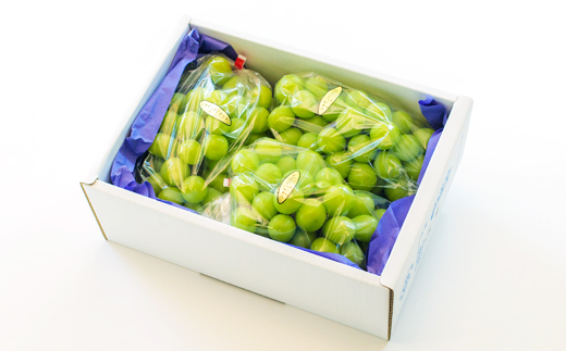 【先行受付・数量限定】久保ぶどう園のシャインマスカット約2kg（3〜4房）　 TF0394-P00005