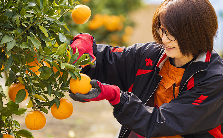 【期間限定】柑橘の高級種ブランド 高原町産「せとか」無選別 約2kg(大小混合6～8玉) TF0814-P00068 