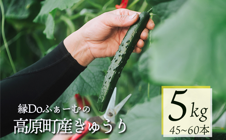 宮崎県高原町産きゅうり5kg（45～60本）　[国産 九州産 サラダ お料理 ワンストップオンライン 10000円以下] TF0906ｰP00082