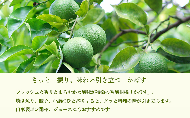 かぼすの手絞り果汁200ml×1p 保存料不使用 自家製ポン酢やサワー カクテル用に 果物の果汁 濃縮還元なし 10000円 故郷納税 オンラインワンストップ  TF0888-P00074