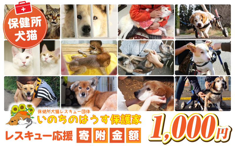 保健所犬猫レスキュー【返礼品なしのご寄附】