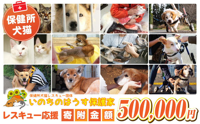 保健所犬猫レスキュー【返礼品なしのご寄附】