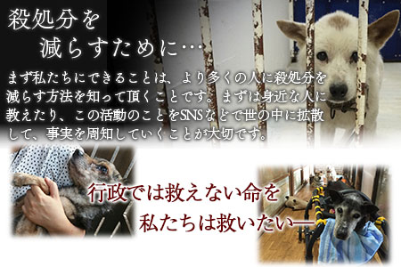 ＜保健所犬猫レスキュー【返礼品なしのご寄附】＞寄付金額10,000円※お礼状をお送りいたします。【 動物愛護 保護 犬 猫 いぬ ねこ イヌ ネコ 動物 どうぶつ ペット 応援 支援 寄付 使い道 寄附のみ いのちのはうす保護家 】