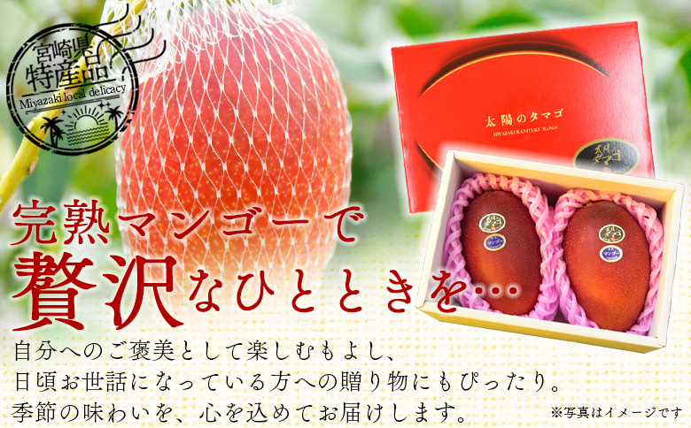 【先行予約 2026年発送】＜宮崎県産完熟マンゴー 太陽のタマゴ 2L 合計1玉＞入金確認後、2026年5月初旬〜7月末迄に順次出荷【 選べる 個数 内容量 大きさ サイズ 国産 かんじゅく とろける 果物 果実 フルーツ 南国 芳醇 甘い 旬（株）ワールドワイドトレード 宮崎県 国富町】