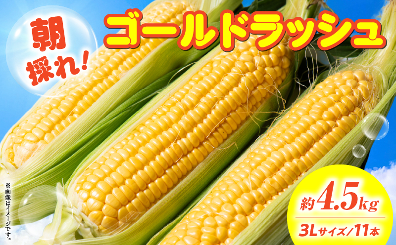 朝採れ！国富町産ゴールドラッシュ4.5kg3L11本