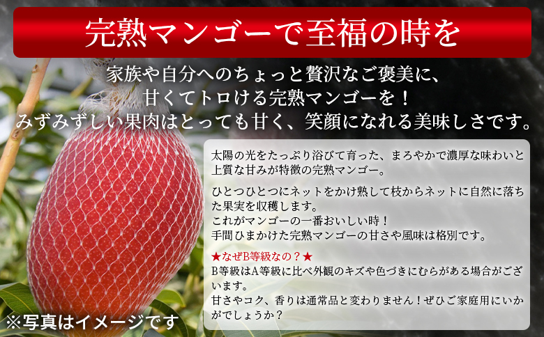 æ°ééå®ã2026幎çºéãïŒå®®åŽçç£ å®çãã³ãŽãŒ BççŽ B4Lãµã€ãºÃ2çïŒåèšçŽ1kgïŒïŒ2026幎4æäžæ¬ã6ææ«è¿ã«é 次åºè·ã å®çãã³ãŽãŒ å®ç ãã³ãŽãŒ ãã«ãŒã æç© ãã ãã® ãããã çŸå³ãã çã ããŸã ãå®¶åºçš å®¶åºçšããè€çŸ ã