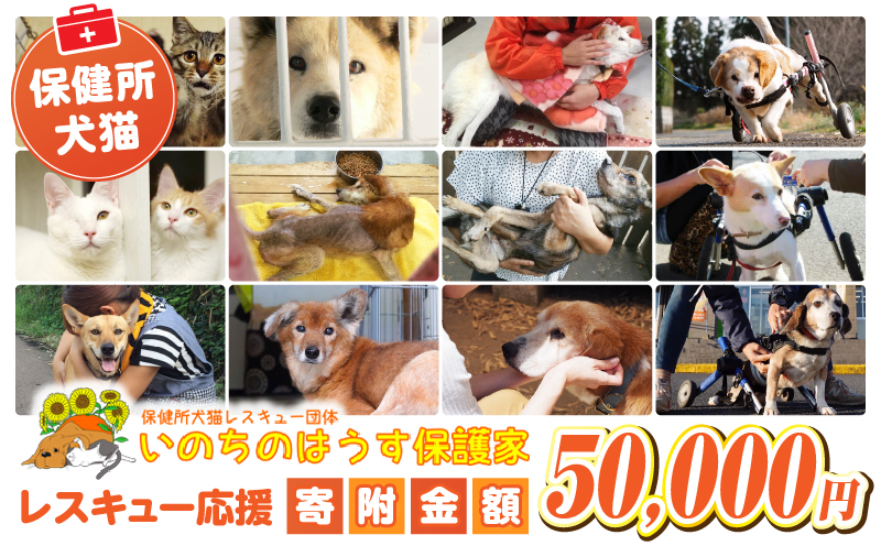 保健所犬猫レスキュー【返礼品なしのご寄附】