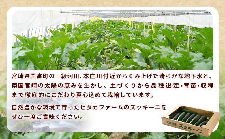 ＜野菜ソムリエサミット銀賞受賞！ あなたにズッキーニ約2kg（10本）＞1か月程度で出荷【 野菜 青果 国産 生食 輪切り ソテー サラダ 天ぷら ラタトゥイユ 】