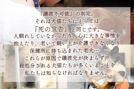 ＜保健所犬猫レスキュー【返礼品なしのご寄附】＞【 動物愛護 愛護活動 保護 犬 猫 いぬ ねこ イヌ ネコ 動物 どうぶつ ペット 応援 支援 寄付 使い道 寄附のみ いのちのはうす保護家 】