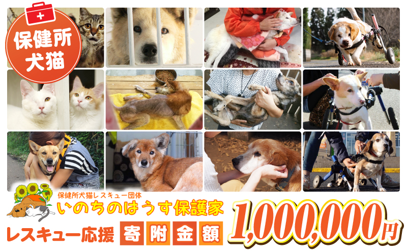 保健所犬猫レスキュー【返礼品なしのご寄附】