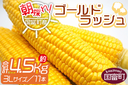 予約受付！＜朝採れ！国富町産ゴールドラッシュ4.5kg3L11本＞2026年5月下旬〜7月上旬迄に順次出荷【 とうもろこし スイートコーン 先行予約 野菜 穀物 甘い トウモロコシ 季節物 数量限定 とうきび コーン 】