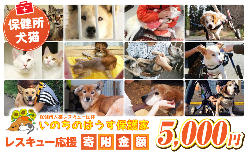 保健所犬猫レスキュー【返礼品なしのご寄附】