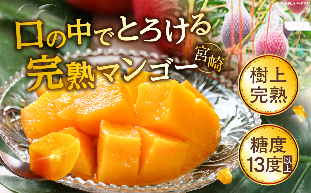 【先行予約/数量限定】完熟マンゴー ３L×２玉（化粧箱）宮崎 高級 果物 フルーツ 濃厚 ギフト のし 贈答 先行受付 送料無料【JA綾町】_A0114-235