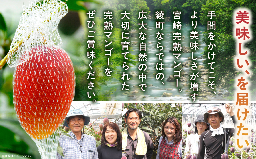 【先行予約/数量限定】完熟マンゴー ３L×２玉（化粧箱）宮崎 高級 果物 フルーツ 濃厚 ギフト のし 贈答 先行受付 送料無料【JA綾町】_A0114-235