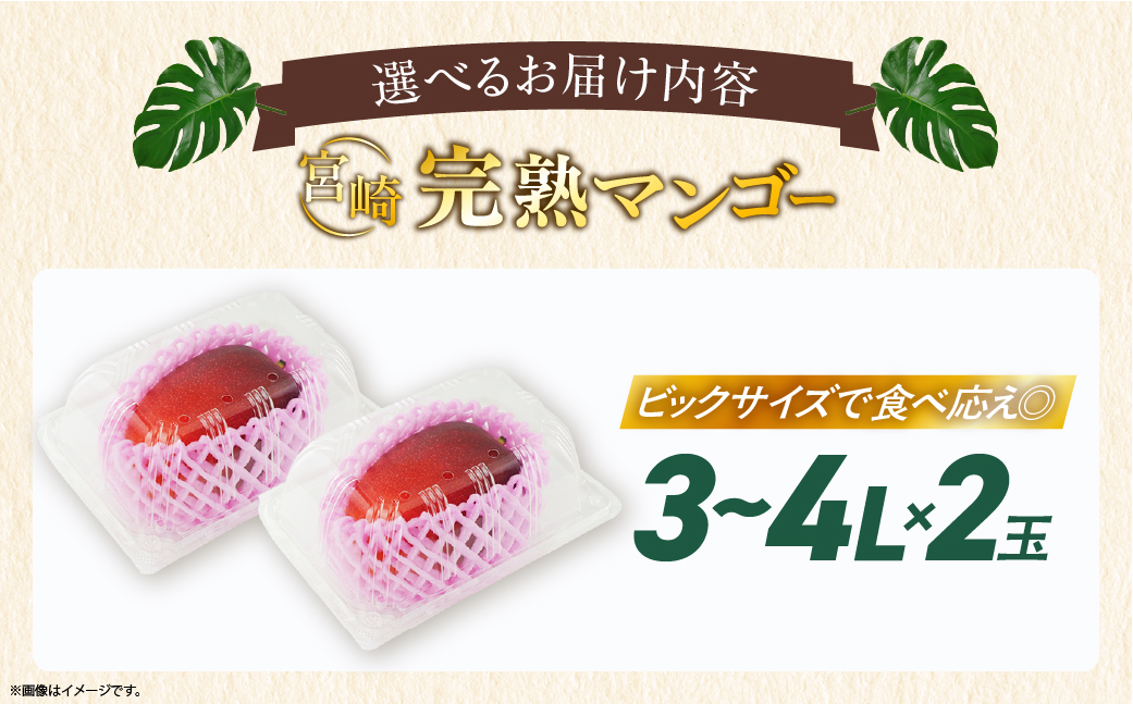 【先行予約/数量限定】完熟マンゴー ３L～４L×２玉（パック）濃厚 宮崎 高級 果物 フルーツ 贈答 ギフト 甘い 先行受付 送料無料【JA綾町】_A0114-2301