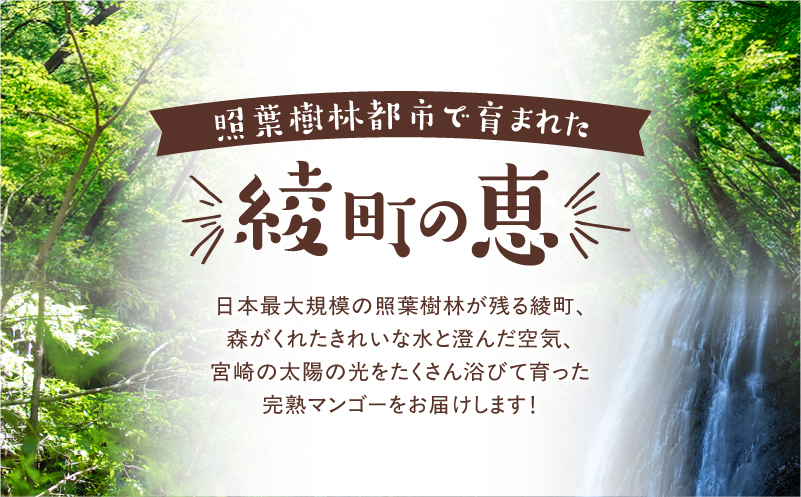 完熟マンゴー2L×2玉（パック）【JA綾町】_A0114-102