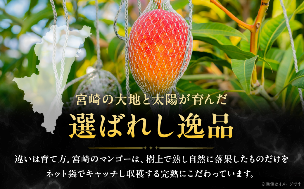 完熟マンゴー「太陽のタマゴ」５L×１玉【JA綾町】_A0114-2321
