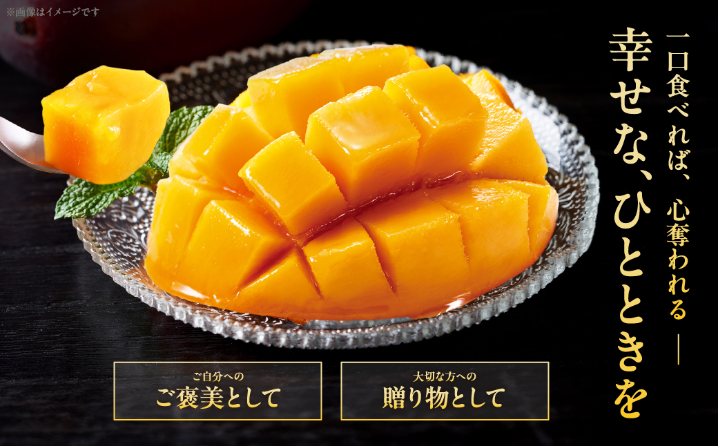 完熟マンゴー「太陽のタマゴ」５L×１玉【JA綾町】_A0114-2321