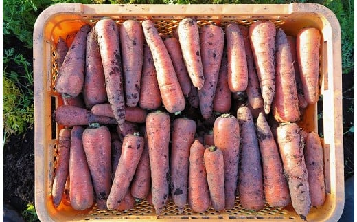 【有機JAS】 ジュースに最適！たっぷりにんじん６kg！（訳ありふぞろい規格）