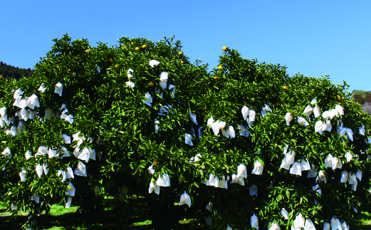 【先行受付】初春の旬「日向夏」種なし 2.5kg / 日向夏 ひゅうがなつ 柑橘 フルーツ 綾町 宮崎県