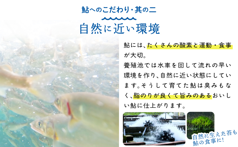 あゆの詰め合わせ 姿煮 昆布巻 焼き鮎