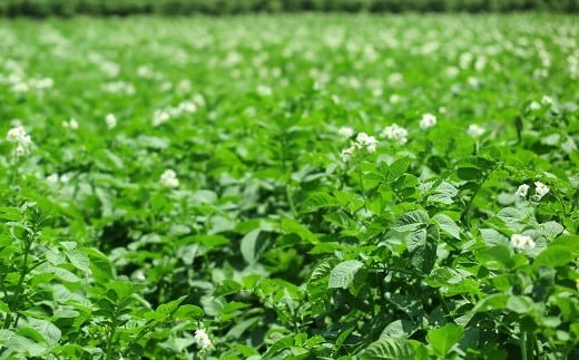 ãææ©JASèªèšŒãç¡èŸ²è¬ææ©ããããã 5kgïŒ