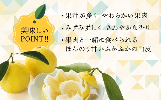 【先行受付】初春の旬「日向夏」種なし 2.5kg / 日向夏 ひゅうがなつ 柑橘 フルーツ 綾町 宮崎県