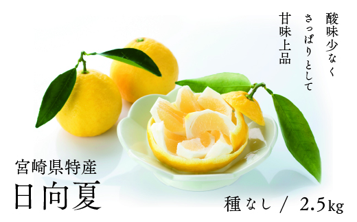【先行受付】初春の旬「日向夏」種なし 2.5kg / 日向夏 ひゅうがなつ 柑橘 フルーツ 綾町 宮崎県
