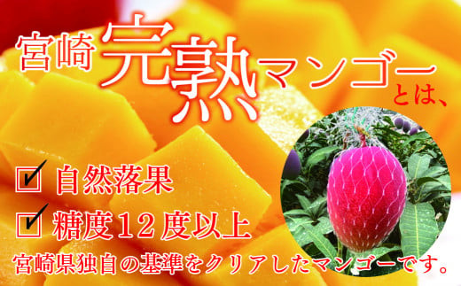 【先行予約/数量限定】完熟マンゴー ３L～４L×２玉（パック）濃厚 宮崎 高級 果物 フルーツ 贈答 ギフト 甘い 先行受付 送料無料【JA綾町】_A0114-230
