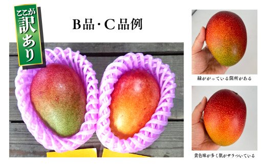 【訳あり】完熟マンゴー 2L×5玉（パック）【濃厚 高級 宮崎 果物 フルーツ 贈答 ギフト 甘い 先行受付 送料無料】【JA綾町】_A0114-108