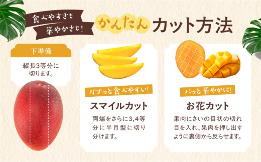 完熟マンゴー ２L×９玉（パック）【濃厚 宮崎 高級 果物 フルーツ 贈答 ギフト 甘い 送料無料 先行受付】【JA綾町】_A0114-103
