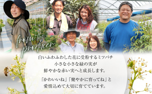 【先行予約/数量限定】希少 国産 綾生ライチ（化粧箱入り）  宮崎県 綾町産 ライチ 贈答 ギフト プレゼント 国産ライチ 果物 フルーツ 生ライチ 産地直送 期間限定 送料無料 お中元【JA綾町】_A0114-104
