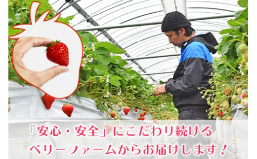 ＜宮崎県産 有機いちご250g×2パック＞※入金確認後、2025年1月～3月迄に順次出荷します。