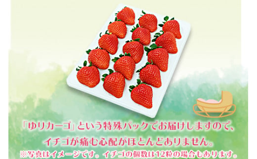 ＜宮崎県産 プレミアム有機いちご大粒12~15粒＞※入金確認後、2025年1月～3月迄に順次出荷します。